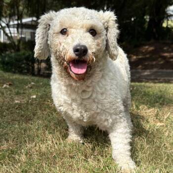 Rescue Poodle Dogs for Adoption in Latrobe, Pennsylvania - Villanova | PetCurious