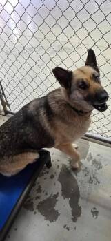 Siren -  German Shepherd Dog and Husky Dog for Adoption in Camden, Tennessee - Siren | PetCurious