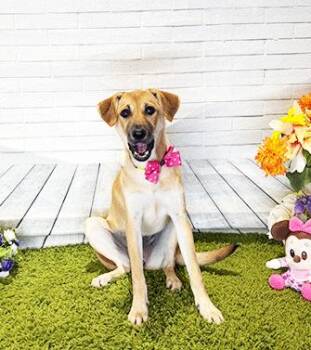 JOMA -  Labrador Retriever Dog for Adoption in Castro Valley, California - JOMA | PetCurious
