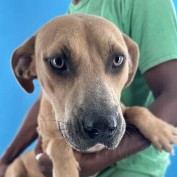 Bradley - Local August 28-30 -  Labrador Retriever Dog for Adoption in Brookshire, Texas - Bradley - Local August 28-30 | PetCurious