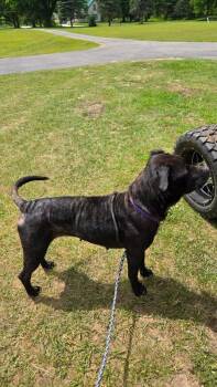 Luna -  Pit Bull Terrier and Mixed Breed Dog for Adoption in Grand Rapids, Michigan - Luna | PetCurious