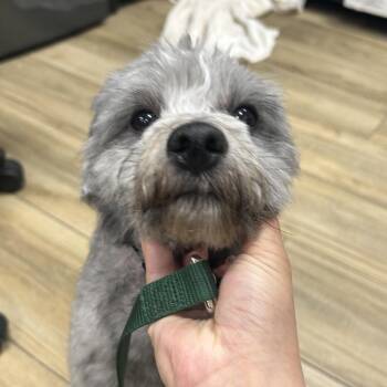 Pah-Doodle -  Miniature Poodle Dog for Adoption in Newark, New Jersey - Pah-Doodle | PetCurious