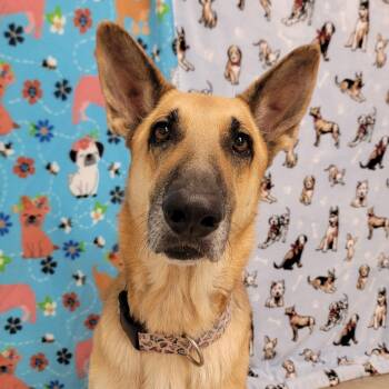 Rescue Shepherd Dogs for Adoption in Alpine, Texas - Freya | PetCurious