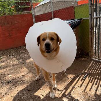 Falkor -  Golden Retriever and Mixed Breed Dog for Adoption in Austin, Texas - Falkor | PetCurious