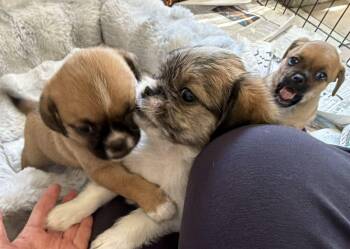 Blair, Bruce and Bowen (Shih Tzu, Pug mixes)(2) -  Shih Tzu and Pug Dog for Adoption in Canutillo, Texas - Blair, Bruce And Bowen (Shih Tzu, Pug Mixes)(2) | PetCurious