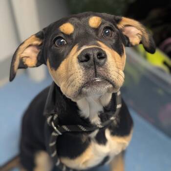 Pit Bull Terrier and Black Labrador Retriever Dogs Available for Adoption in Watertown, New York - Suzie | PetCurious