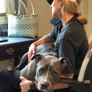Maribella Made to Love full of funMaribella Made to Love full of -  American Staffordshire Terrier and Pit Bull Terrier Dog for Adoption in Friendswood, Texas - Maribella Made To Love Full Of FunMaribella Made To Love Full Of | PetCurious