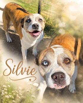 Sylvie -  Bulldog Dog for Adoption in Zimmerman, Minnesota - Sylvie | PetCurious