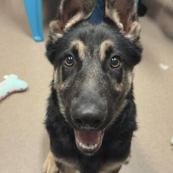 Quincy -  German Shepherd Dog Dog for Adoption in Valparaiso, Indiana - Quincy | PetCurious