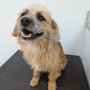 Huey -  Terrier Dog for Adoption in Fairfax Station, Virginia - Huey | PetCurious