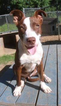 Custard 26 -  Border Collie Dog for Adoption in Brookhaven, Mississippi - Custard 26 | PetCurious
