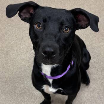 Smiley Miley -  Black Labrador Retriever and Mixed Breed Dog for Adoption in Hinesville, Georgia - Smiley Miley | PetCurious