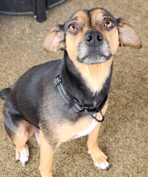 Rescue Terrier Dogs for Adoption in Walnutport, Pennsylvania - Novi | PetCurious