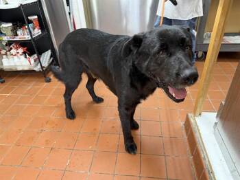 REX -  Newfoundland Dog and Labrador Retriever Dog for Adoption in Camarillo, California - REX | PetCurious