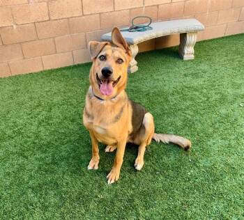 Rescue German Shepherd Dog Dogs for Adoption in San Marcos, California - URGENT! SAVE ME PLEASE! Chloe - ID#A546527 | PetCurious