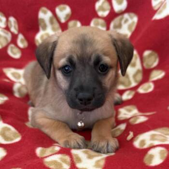 Lego Pup - Galaxy -  Chihuahua and Terrier Dog for Adoption in San Diego, California - Lego Pup - Galaxy | PetCurious