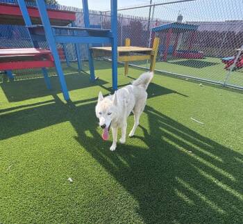 Rescue Husky Dogs for Adoption in Boca Raton, Florida - Archiles | PetCurious