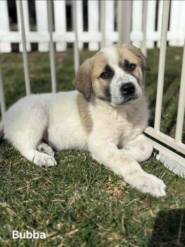 Great Pyrenees Dogs Available for Adoption - Bubba | PetCurious