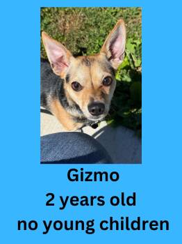 Gizmo -  Chihuahua Dog for Adoption in Ravenna, Ohio - Gizmo | PetCurious
