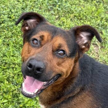 Rottweiler and Husky Dogs Available for Adoption in Brenham, Texas - Bleu | PetCurious