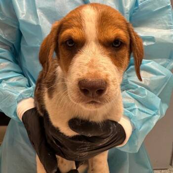 T-Rex -  Mixed Breed Dog for Adoption in Taos, New Mexico - T-Rex | PetCurious