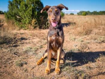 Mixed Breed Dogs Available for Adoption - MARGOT | PetCurious