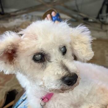 Evangelica (Sassy Pooh) -  Miniature Poodle Dog for Adoption in Houston, Texas - Evangelica (Sassy Pooh) | PetCurious