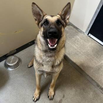 Loki -  German Shepherd Dog Dog for Adoption in San Gabriel, California - Loki | PetCurious