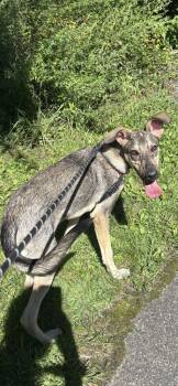 Orion -  Terrier Dog for Adoption in Elmsford, New York - Orion | PetCurious