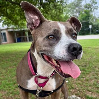 Selah -  Pit Bull Terrier Dog for Adoption in Austin, Texas - Selah | PetCurious