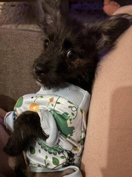 **JAKE** -  Schnauzer and Terrier Dog for Adoption in North Prairie, Wisconsin - **JAKE** | PetCurious
