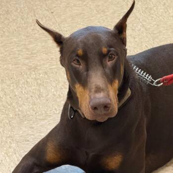 Maximus 22538 -  Doberman Pinscher Dog for Adoption in Cumming, Georgia - Maximus 22538 | PetCurious