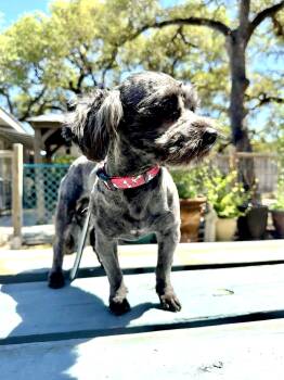Shih Poo Dogs Available for Adoption in Lockhart, Texas - Cooper The Sweetest Boy! | PetCurious