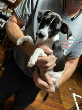 Rescue Chihuahua Dogs for Adoption in Marion, North Carolina - Percy Jackson | PetCurious