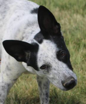 Australian Cattle Dog Blue Heeler and Border Collie Dogs Available for Adoption in Stuarts Draft, Virginia - Maple | PetCurious