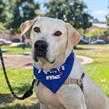 Rescue Labrador Retriever and Yellow Labrador Retriever Dogs for Adoption in Rockville, Maryland - Doogie | PetCurious