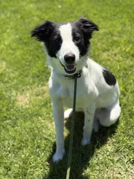 Tule -  Border Collie Dog for Adoption in Paso Robles, California - Tule | PetCurious