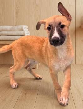 Shepherd Dogs Available for Adoption - **CAIUS** | PetCurious