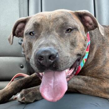 Lakin -  Pit Bull Terrier Dog for Adoption in Lake Worth Beach, Florida - Lakin | PetCurious