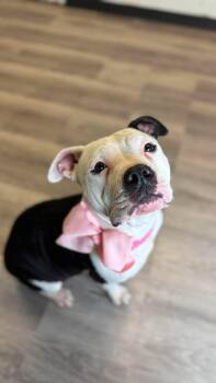 Musi -  American Staffordshire Terrier Dog for Adoption in Arlee, Montana - Musi | PetCurious
