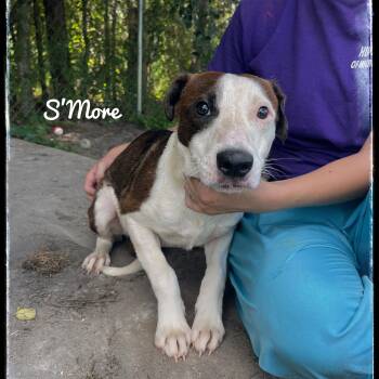 Rescue Labrador Retriever and Pit Bull Terrier Dogs for Adoption in Sebring, Florida - S’More | PetCurious