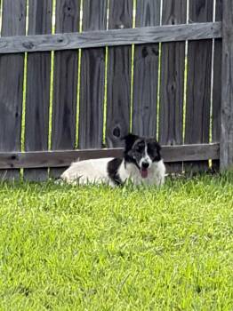 Great Pyrenees Dogs Available for Adoption in Gainesville, Virginia - Molly | PetCurious
