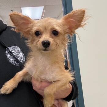 Farnsworth -  Yorkshire Terrier Dog for Adoption in Philadelphia, Pennsylvania - Farnsworth | PetCurious
