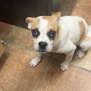 FWT AD -  Boston Terrier Dog for Adoption in Midland, Texas - FWT AD | PetCurious