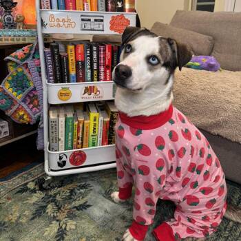 Rescue Labrador Retriever and Catahoula Leopard Dog Dogs for Adoption in Oak Ridge North, Texas - Hilary | PetCurious