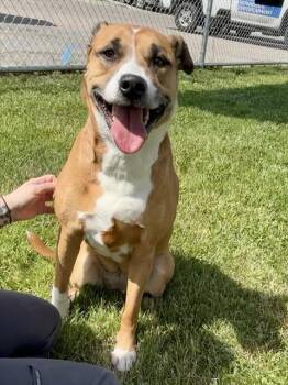 KAILEY -  American Staffordshire Terrier and Mixed Breed Dog for Adoption in Kalamazoo, Michigan - KAILEY | PetCurious