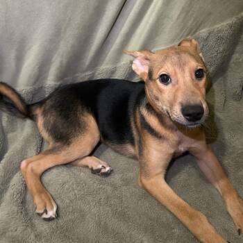 Teddy -  Mixed Breed Dog for Adoption in Columbus, Georgia - Teddy | PetCurious