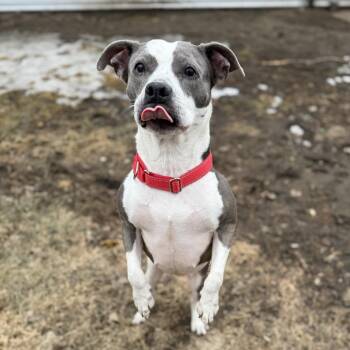 Tira -  Pit Bull Terrier and Mixed Breed Dog Available for Adoption in Wadena, Minnesota - Tira | PetCurious
