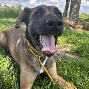 Raider -  Belgian Shepherd Laekenois Dog for Adoption in Pearland, Texas - Raider | PetCurious