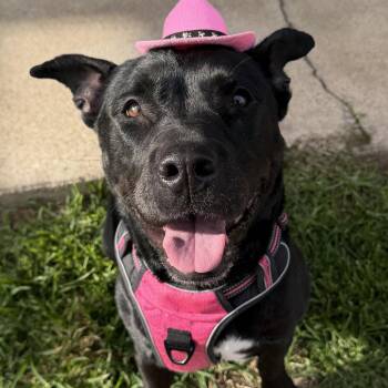 Pit Bull Terrier Dogs Available for Adoption in Dallas, Texas - Bella | PetCurious